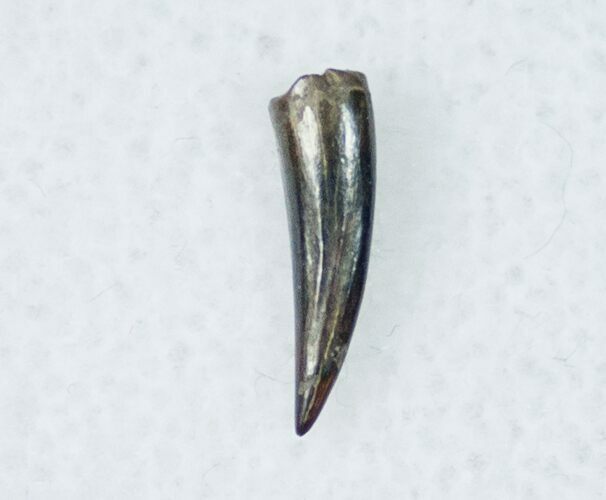 Raptor Tooth - Paronychodon Characteristics #12287